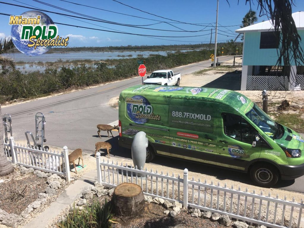 Miami Mold Experts mold inspection Duck Key, home mold inspector Duck Key, house mold inspector Duck Key, attic mold inspection Duck Key, residential mold inspector Duck Key, commercial mold inspector Duck Key, mold inspection Layton, home mold inspector Layton, house mold inspector Layton, attic mold inspection Layton, residential mold inspector Layton, commercial mold inspector Layton, mold inspection Marathon, home mold inspector Marathon, house mold inspector Marathon, attic mold inspection Marathon, residential mold inspector Marathon, commercial mold inspector Marathon, mold inspection Big Pine Key, home mold inspector Big Pine Key, house mold inspector Big Pine Key, attic mold inspection Big Pine Key, residential mold inspector Big Pine Key, commercial mold inspector Big Pine Key